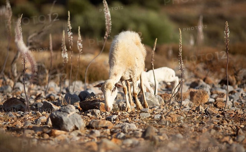 A sheep (Ovis) amongst white sea onions (Drimia maritima) on a stony field, Chóra Sfakion, Chania Regional District, Municipality of Sfakia, Crete, Greece