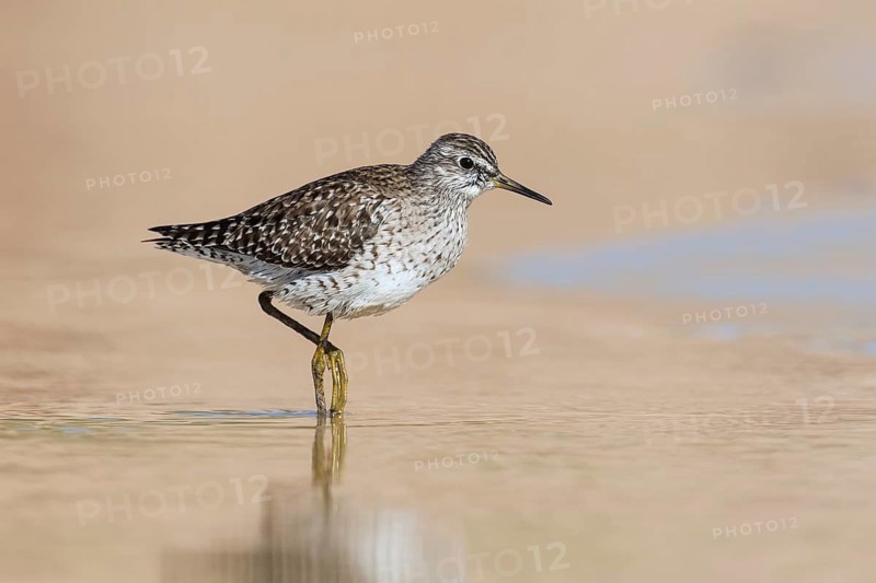 Wood Sandpiper (Tringa glareola) foraging, Eilat, Israel