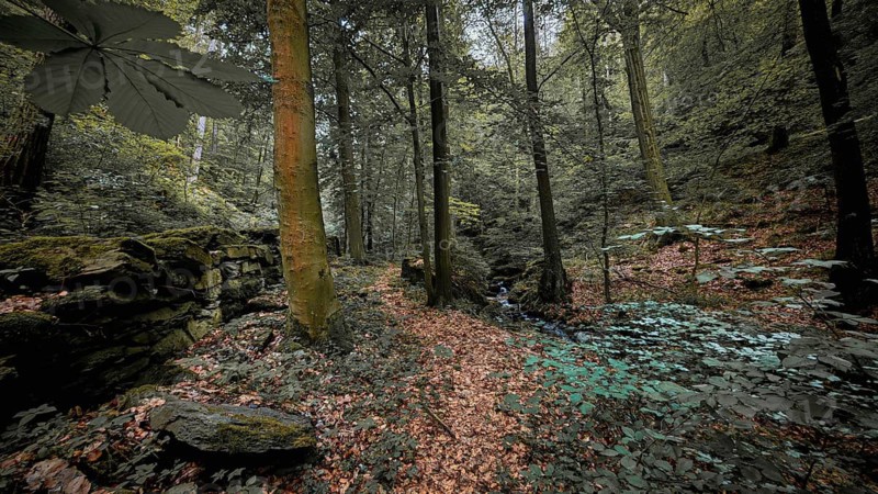 A trail through a wild forest with moss-covered rocks and a lush canopy of leaves, quiet, melancholy atmosphere, atmospheric, hiking in the Schwarza Valley nature park Reserve, Thuringian Slate Mountains, Thuringian Forest Nature Park