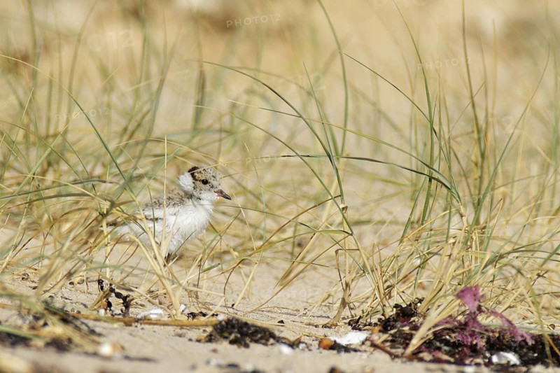 Hooded Dotterel (Thinornis cucullatus) juvenile, Victoria, Australia