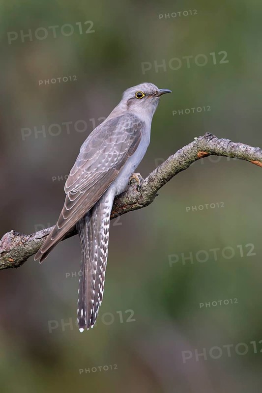 Pallid Cuckoo (Cacomantis pallidus), Victoria, Australia