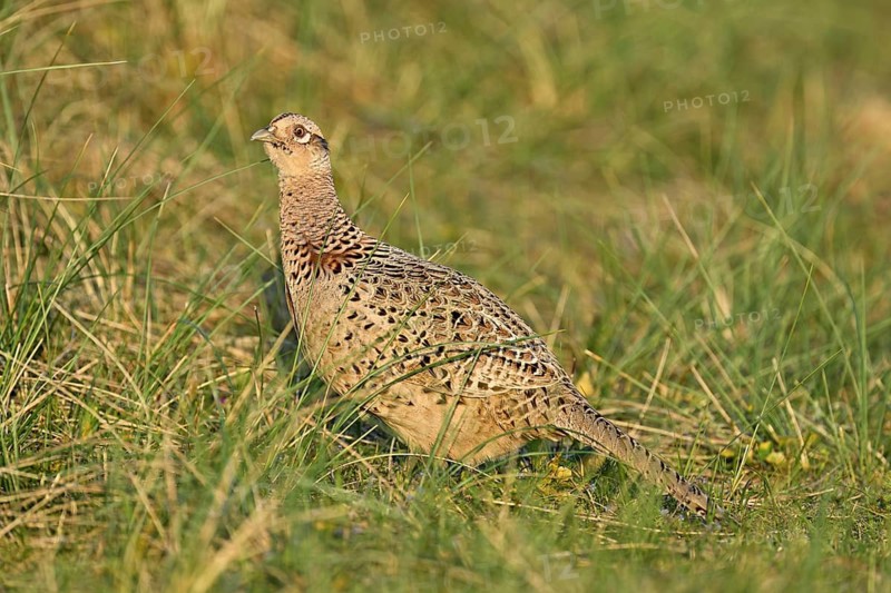 Pheasant (Phasianus colchicus), female standing in meadow, Texel, North Holland, Netherlands