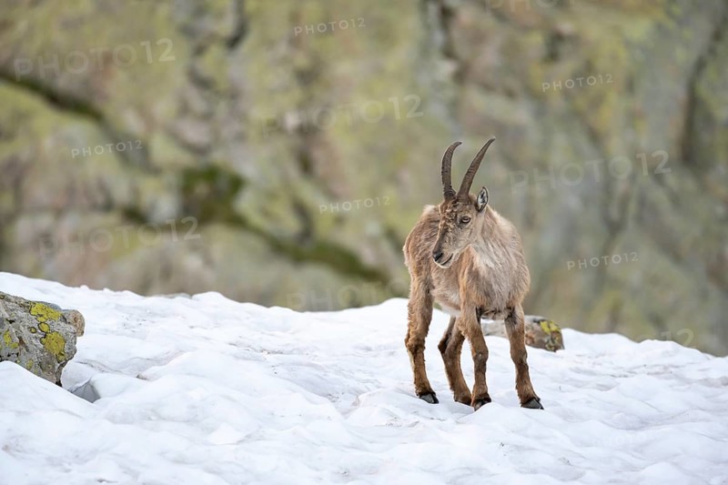 Alpine ibex (Capra ibex), in the snow, Mont Blanc massif, Chamonix, France