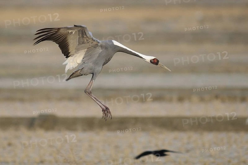 White-naped Crane (Antigone vipio) flying, Arasaki, Japan