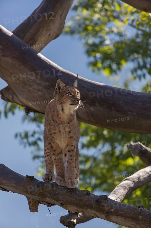 One Eurasian lynx, (Lynx lynx), walking over fallen dead tree with a distant forest in the background