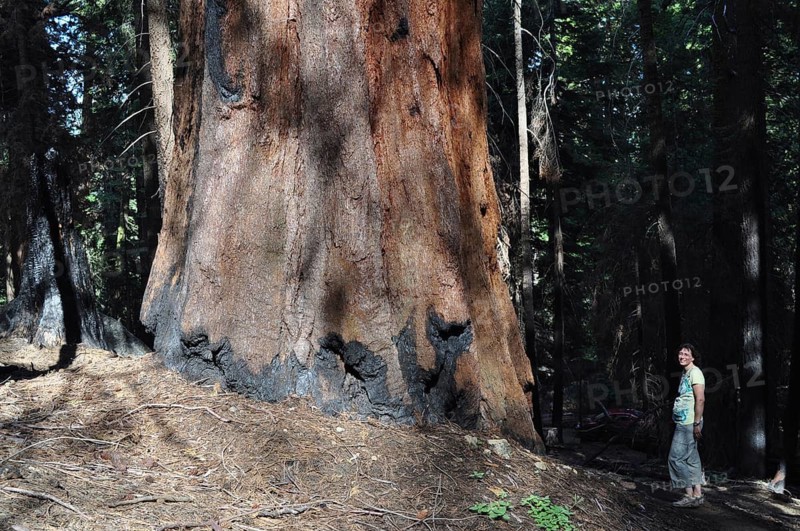 A woman stands next to a giant sequoia tree, Sequoiadendron giganteum, enjoying the tranquillity of the forest, Sequoia National Park, California, USA