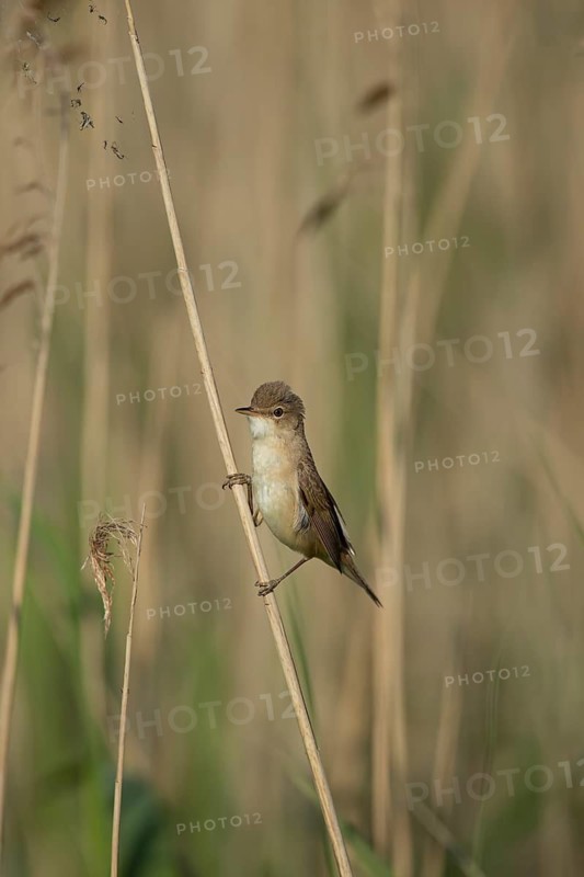Reed warbler (Acrocephalus scirpaceus) adult bird in a reedbed, England, United Kingdom