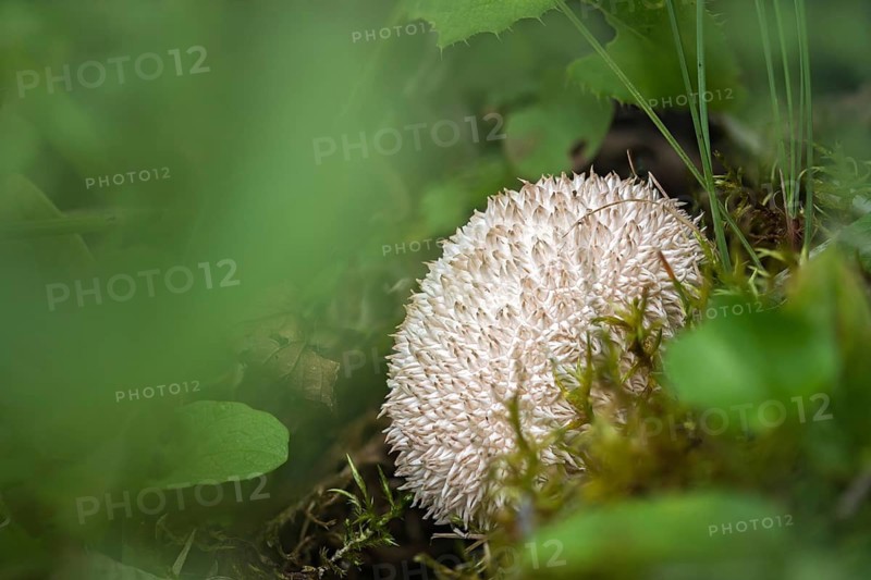 Hedgehog bovist, hedgehog dust, lycoperdon echinatum, dust, fungi, fungus, mushrooms, spiny puffball, spring puffball