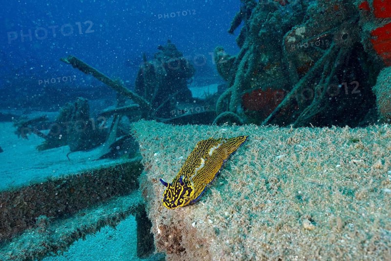 Nudibranch, yellow-purple star snail (Felimare picta), on an underwater shipwreck in a vibrant environment, dive site: the Meteor wreck, a Russian hydrofoil, Arguineguín, Gran Canaria, Spain, Europe, Atlantic Ocean