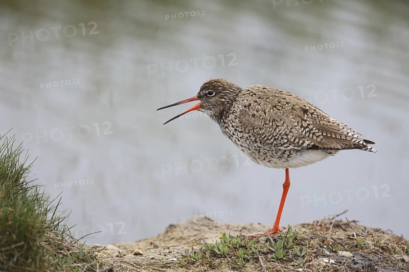 Common Redshank (Tringa totanus), Texel, Netherlands