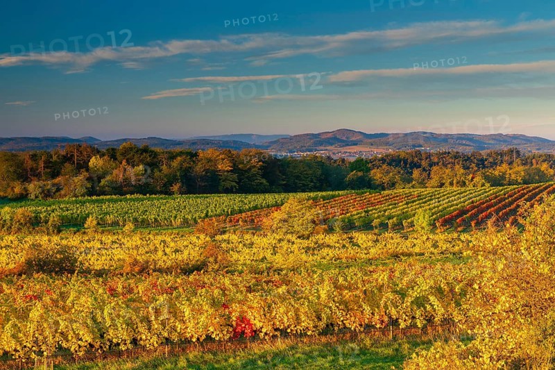 Vineyards near Langenlois, Lower Austria, Austria
