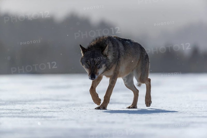 One male eurasian gray wolf (Canis lupus lupus) walking thru deep snow with a forest in the background