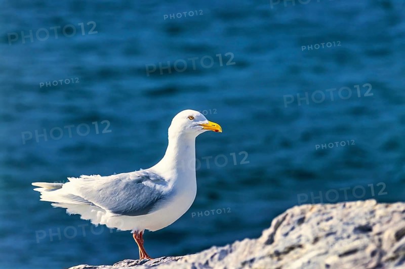 Glaucous gull (Larus hyperboreus) sitting on a rock by the sea in arctic, Spitsbergen, Svalbard, Norway