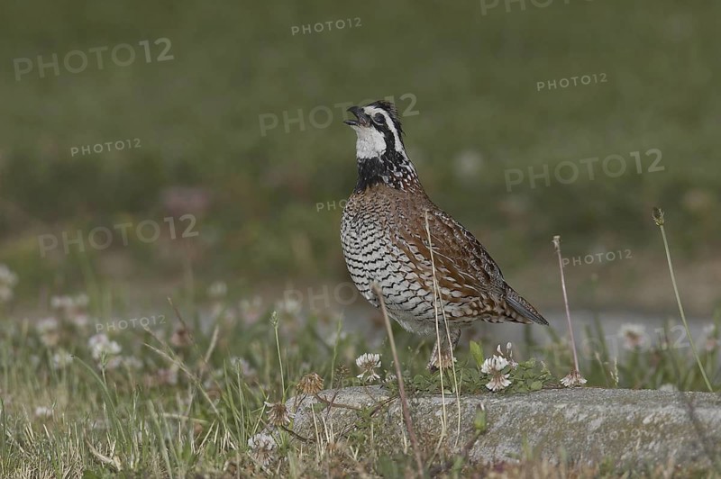 Northern Bobwhite (Colinus virginianus) male, Delaware, USA