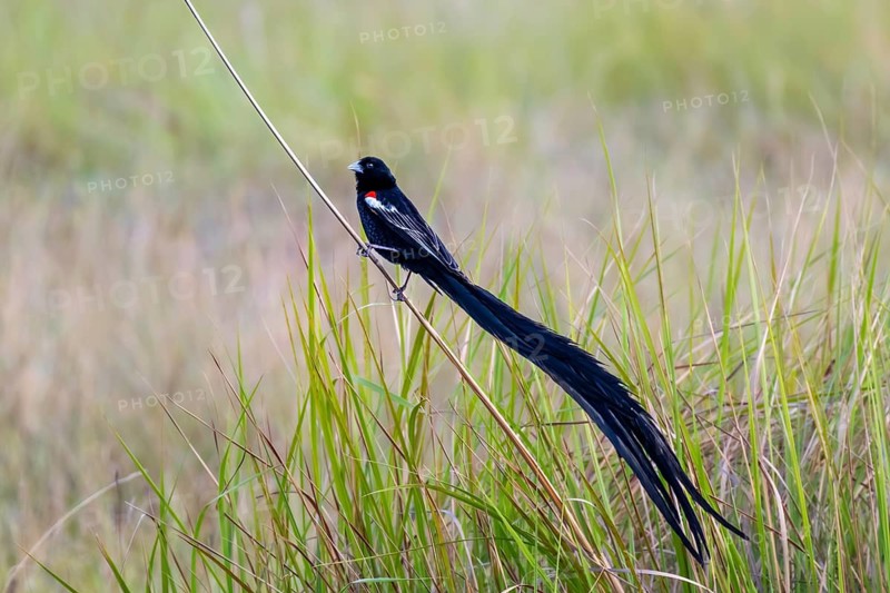 Long-tailed Widowbird (Euplectes progne) in breeding plumage, South Africa