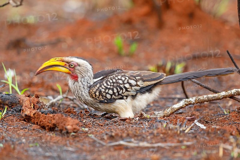 Southern Yellow-billed Hornbill, (Tockus leucomelas), Red-ringed Hornbill, hornbill family, Mkuze Game Reserve, Mkuze, KwaZulu-Natal, South Africa
