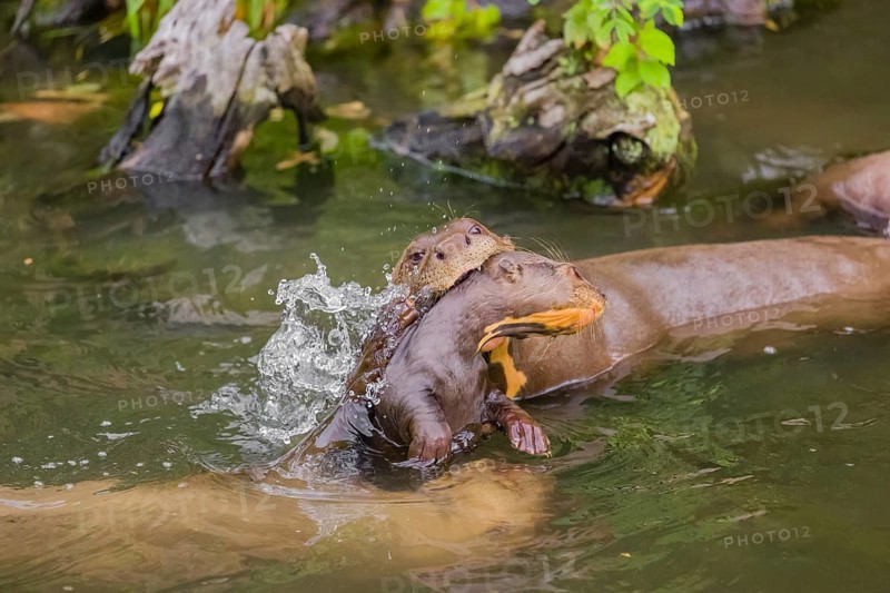 An adult giant otter or giant river otter (Pteronura brasiliensis) swims in a small river carrying a 2-month-old young around in its mouth. They are accompanied by other adult otters of the pack