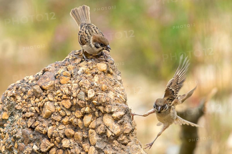 Tree Sparrow, Passer Montanus, Sparrow, Tree Sparrow, Birds, Passeri, Songbirds, Sparrow, Sparrow, Sparrow, Sparrow, Sparrow, Birds