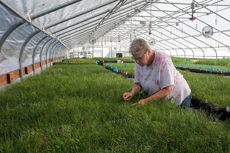 Loveland, Colorado - OneCanopy, a plant nursery, grows native seedlings to restore Rocky Mountain forests damaged by wildfires, disease. or insects. A woman pulls weeds from the seedlings