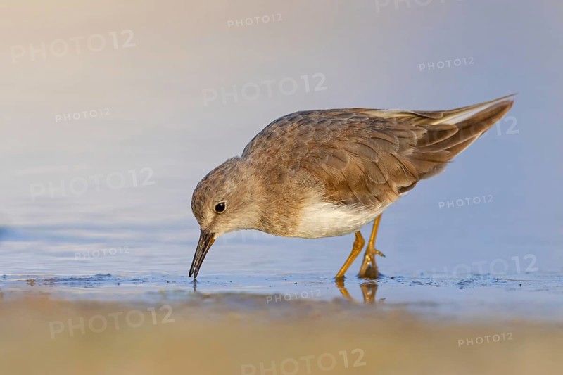 Temminck's Sandpiper, (Calidris temminckii), Animals. birds, limicoles, biotope, habitat, foraging, East Khawr Khawr Ad Dahariz, Salalah, Dhofar, Oman