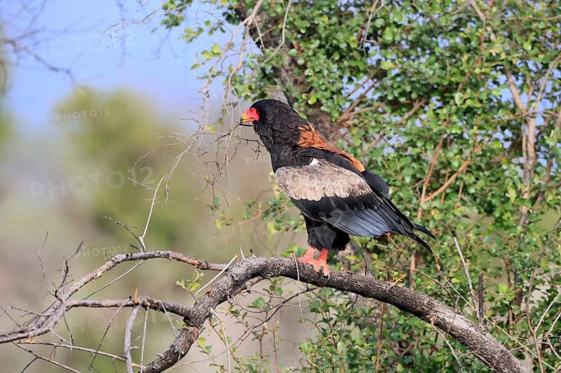 Jester (Terathopius ecaudatus), adult, perched on a tree, with nesting material, alert, Kruger National Park, South Africa
