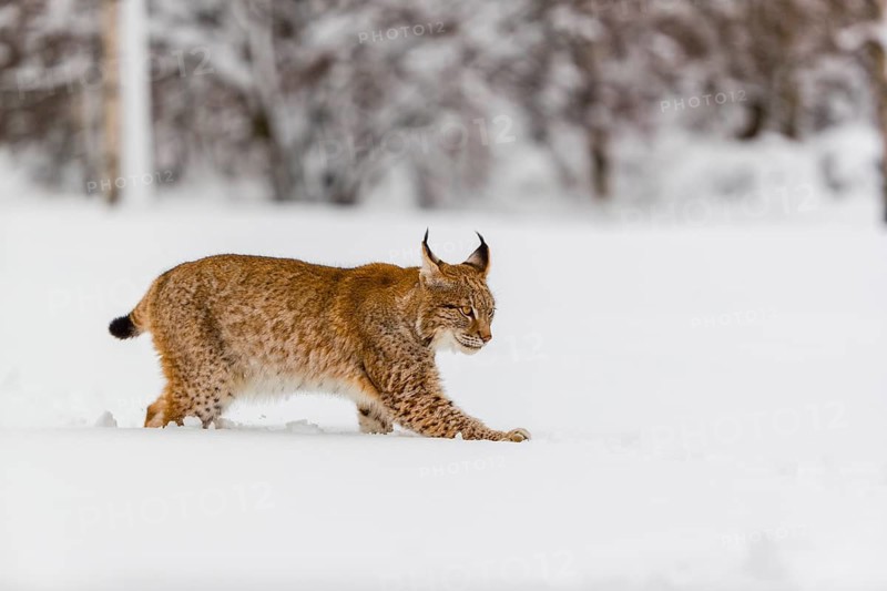 One young male Eurasian lynx, (Lynx lynx), walking over a deep snow covered meadow with a forest in the background