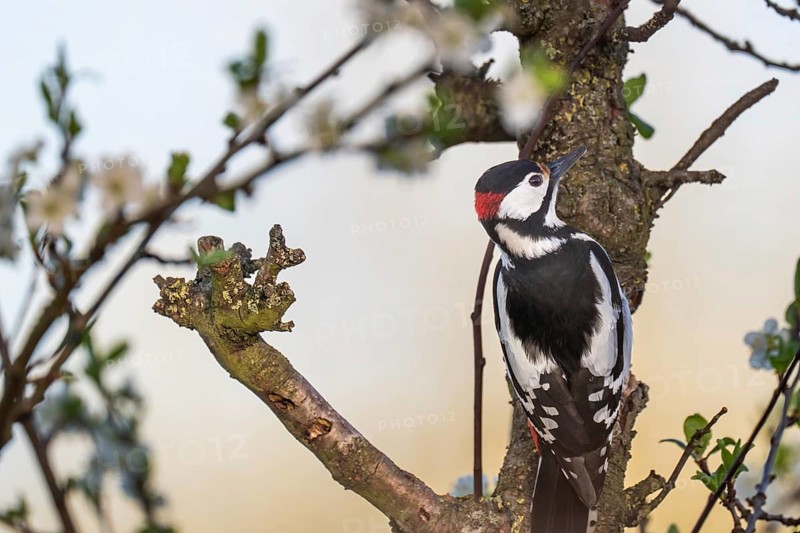 Great spotted woodpecker (Dendrocopos major) in a blossoming cherry tree, evening light, Baden-Württemberg, Germany