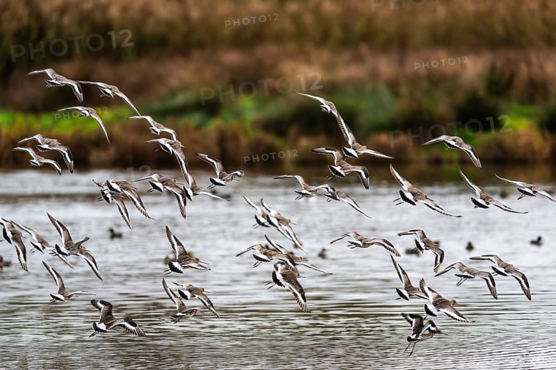 Black-tailed Godwits, Limosa limosa, birds in flight over marshes, Devon, England, United Kingdom
