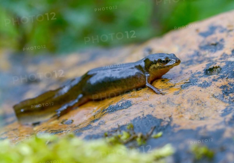 Lissotriton vulgaris, smooth newt, triturus vulgaris, amphibians, amphibians, country traditional costume, amphibians
