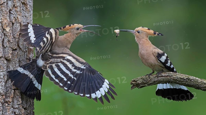 Hoopoe (Upupa epops) – Bird of the Year 2022, Male bringing food to the female, courtship gift, prey, foraging, interaction, pair, pair formation, mating, raised crest, sunrise, interaction, feeding, climate change, Middle Elbe Biosphere Reserve, Saxony-Anhalt, Germany
