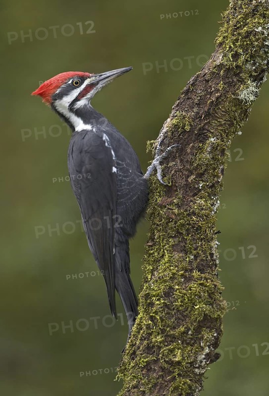 Pileated Woodpecker (Dryocopus pileatus), British Columbia, Canada