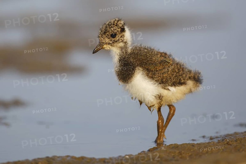 Northern Lapwing (Vanellus vanellus) juvenile, North Rhine-Westphalia, Germany