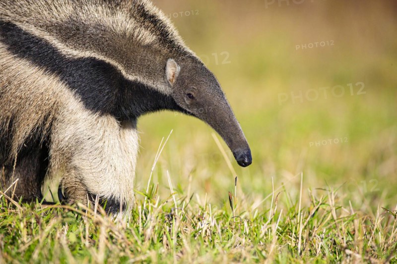 Giant anteater (Myrmecophaga tridactyla) Pantanal Brazil