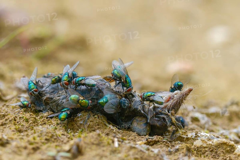 Calliphoridae, goldfly, Lucilia spec., blowflies, carrion, diptera, insects, carcass, shrew, dead, two-winged
