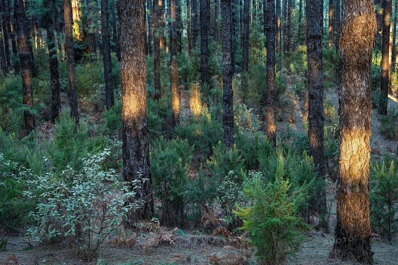 The pine forest at Área Recreativa El Pilar in the morning light. Individual trees in sunlight. La Palma, Canary Islands, Spain