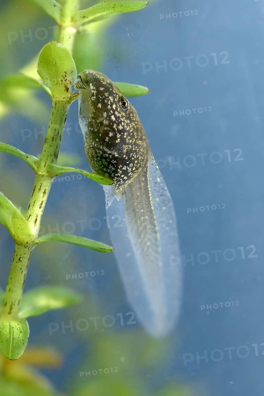 Common frog, common frog, rana temporaria, amphibians, amphibians, frog, frogs, high size, portrait, tadpole, larva, amphibians, four weeks old