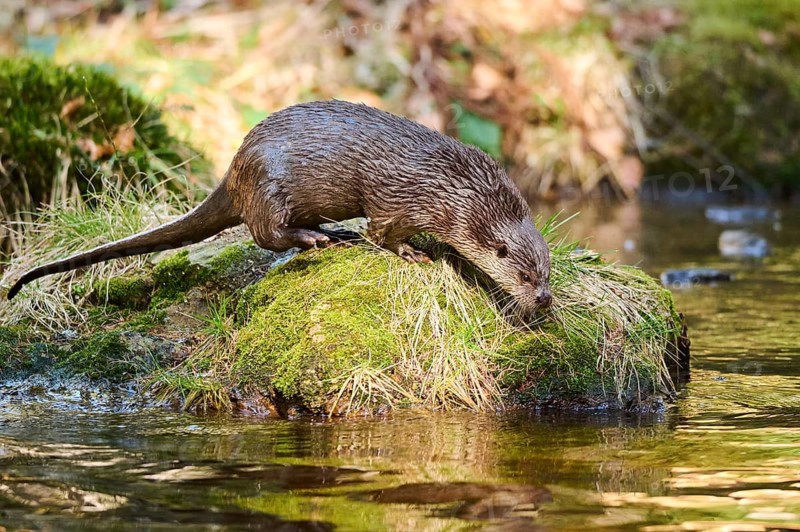 Eurasian otter (Lutra lutra) on the shore of a little lake in the bavarian forest, Bavaria, Germany