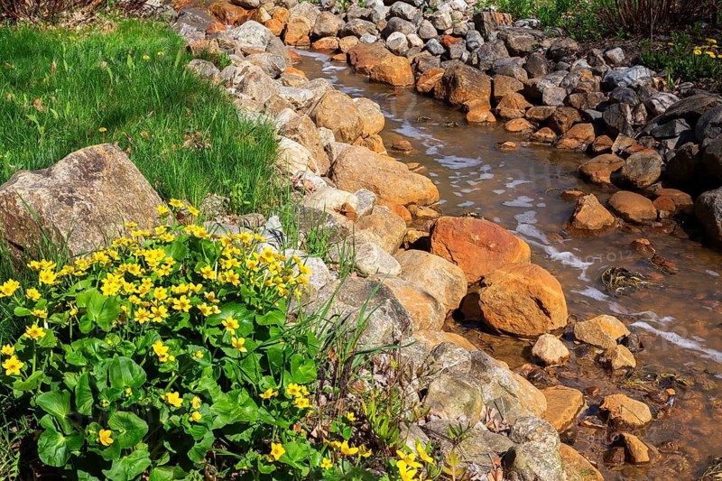 Caltha palustris - Marsh Marigold on edge of man made shallow stream with rocks rusted from flowing water containing iron rich minerals in spring, Montreal Botanical Garden, Quebec, Canada