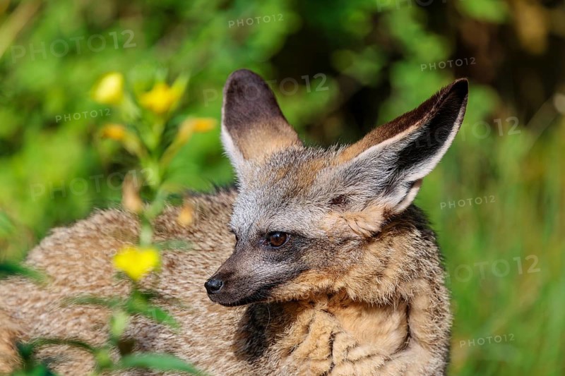 Portrait of a Bat-eared fox (Otocyon megalotis) on a sunny day. Sudan, Ethiopia, Somalia, Uganda, Kenya, Tanzania, Angola, Namibia, Botswana, South Africa, Mozambique, Zimbabwe