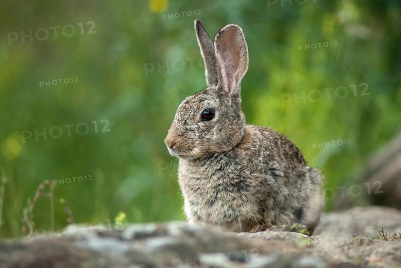 European rabbit, hare-like, rabbit, oryctolagus cuniculus, wild rabbit, Extremadura, mammals, rabbit, Spain, mammals