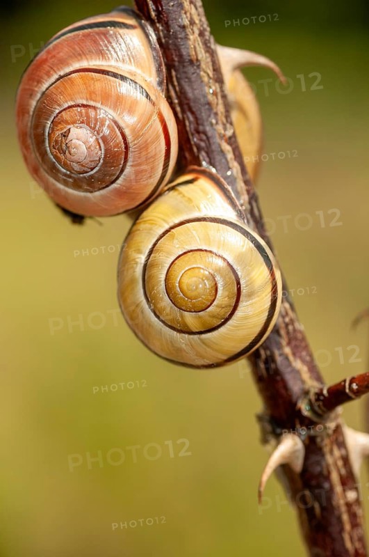 Banded snails, cepaea, cepaea nemoralis, grove snail, hornsnail, helicidae, snails, black-mouthed banded snail, gastropods, high size, portrait format, mollusca, molluscs, snails, snails, snails, dry rest, molluscs