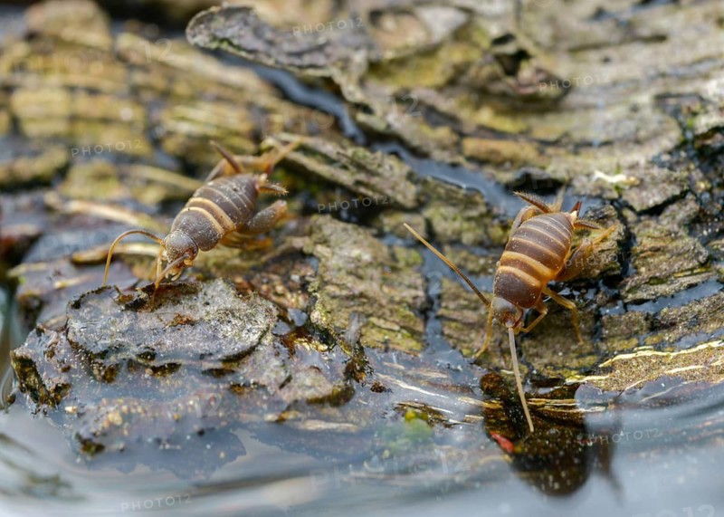 Ant crickets, common ant cricket, myrmecophila acervorum, crickets, grasshoppers, insects, insects