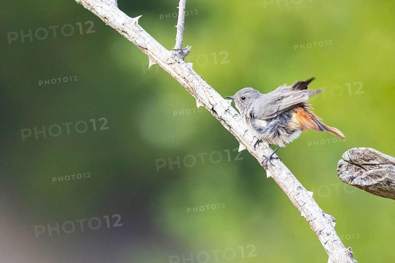 Black redstart (Phoenicurus ochruros) Germany