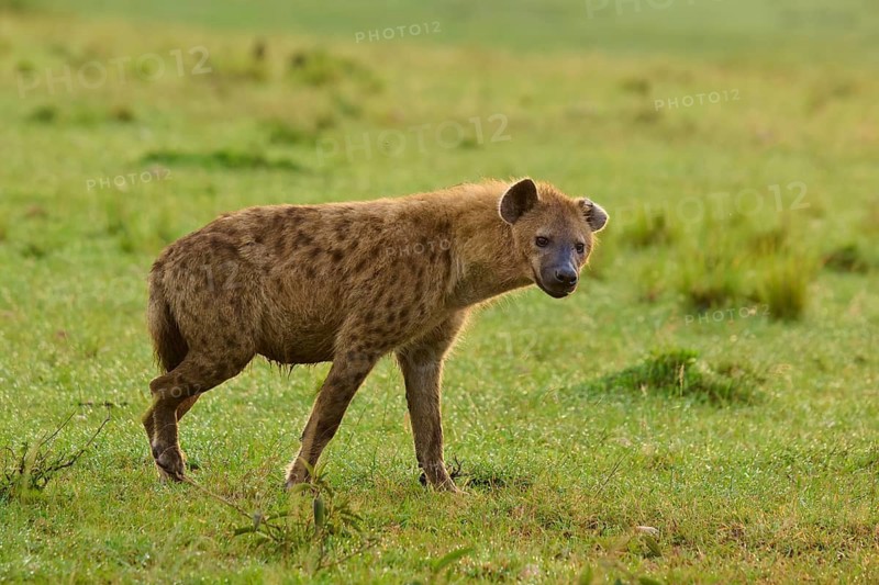 A hyena stands in a green field and looks towards the camera, spotted hyena (Crocuta crocuta), Masai Mara National Reserve, Narok County, Kenya