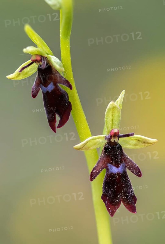 Fly ragwort, ophrys insectifera, orchidaceae, orchids, orchid, flora, fly orchid, high size, vertical format, plants, plants