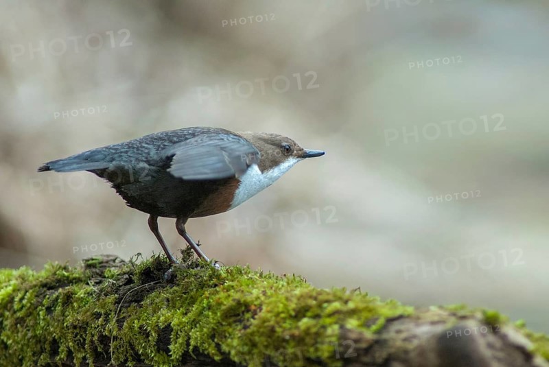 Cinclus cinclus, dippers, dippers, courtship behavior, birds, courtship display, female, passeri, songbirds, birds, female