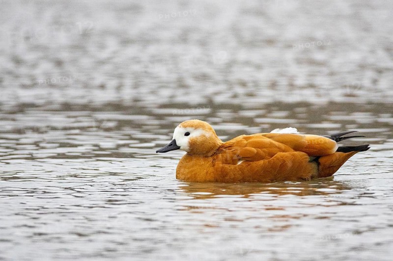 Ruddy shelduck (Tadorna ferruginea) Germany