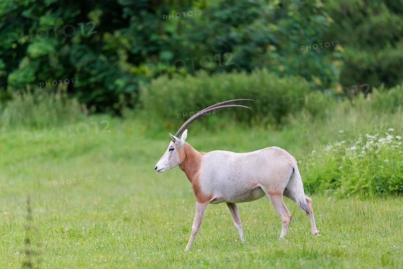 A Scimitar Oryx (Oryx dammah) runs across a green meadow on a cloudy day. Extinct in the wild. Central Sahara, Niger, Chad