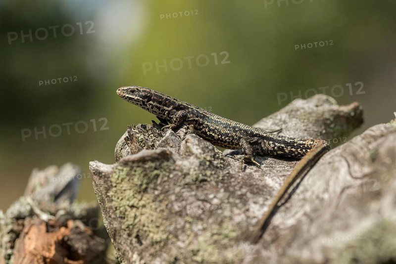 Mountain lizard, Lacerta vivipara, bog lizard, viviparous lizard, zootoca, common lizard, critters, lizards, lizards, reptiles