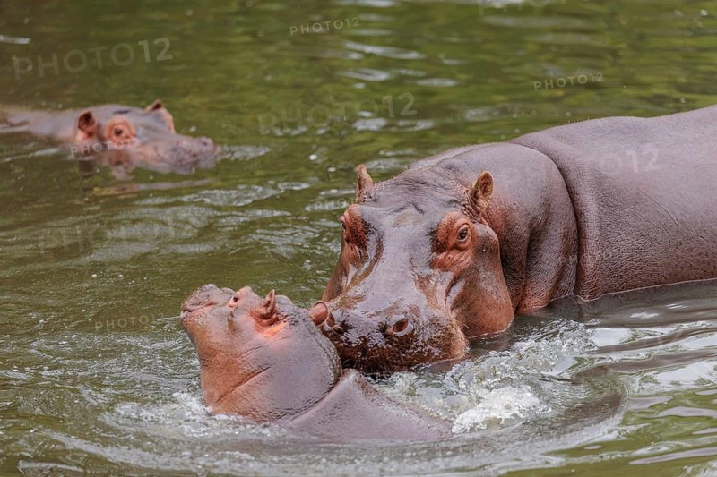 A young hippopotamus (Hippopotamus amphibius) plays in the water with its mother. A third hippopotamus watches from the distance. Democratic Republic of the Congo, Uganda, Tanzania, Kenya, Ethiopia, Somalia, Sudan, Gambia, South Africa
